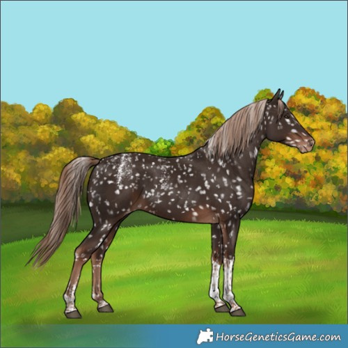 Horse Color:Powder White Liver Chestnut Tobiano Snowflake Varnish