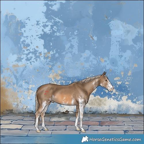Horse Color:White Spotted Chocolate Palomino 
