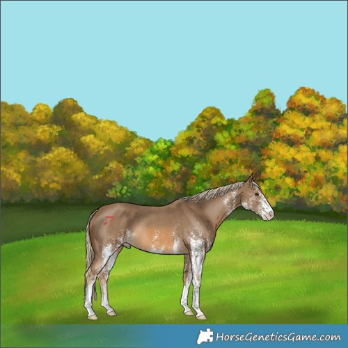 Horse Color:White Spotted Chocolate Palomino