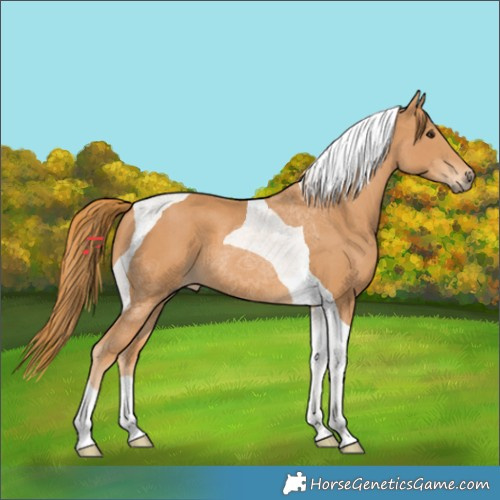 Horse Color:Chestnut Tobiano 