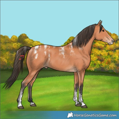 Horse Color:Powder White Bay 