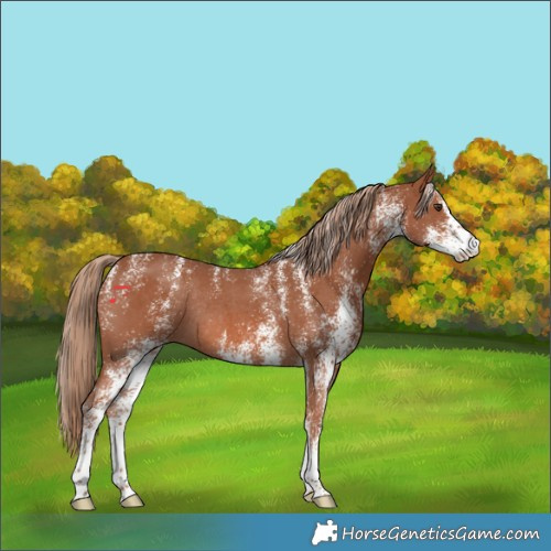 Horse Color:Powder White White Spotted Chestnut Rabicano 