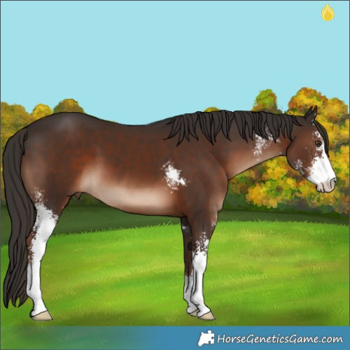 Horse Color:Liver Chestnut Sabino 