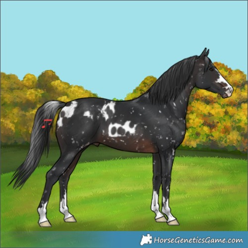 Horse Color:Brown Skewed LP Spotted 