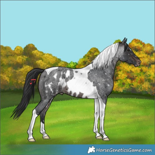 Horse Color:Brown Roan Tobiano Skewed LP Spotted 