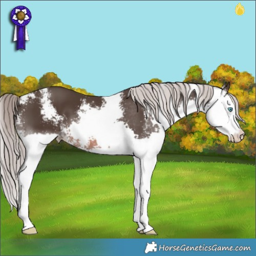 Horse Color:Liver Chestnut Mushroom Sabino Splash 