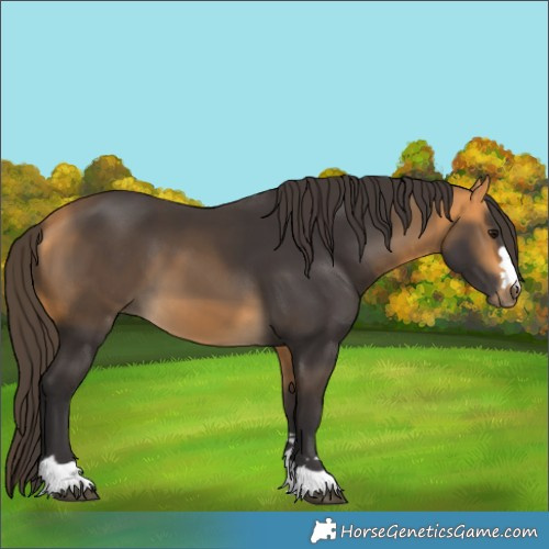 Horse Color:Buckskin 