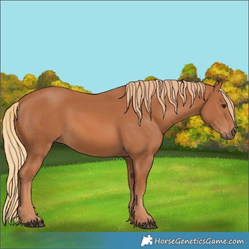 Horse Color:Chestnut 