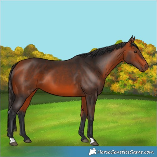 Horse Color:Bay 