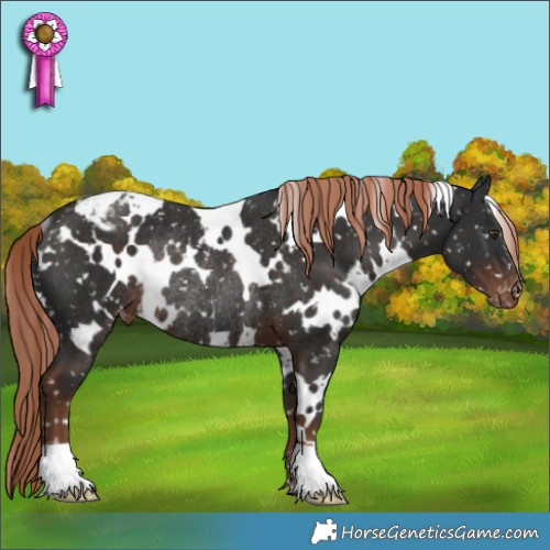 Horse Color:White Spotted Liver Chestnut Appaloosa Rabicano 