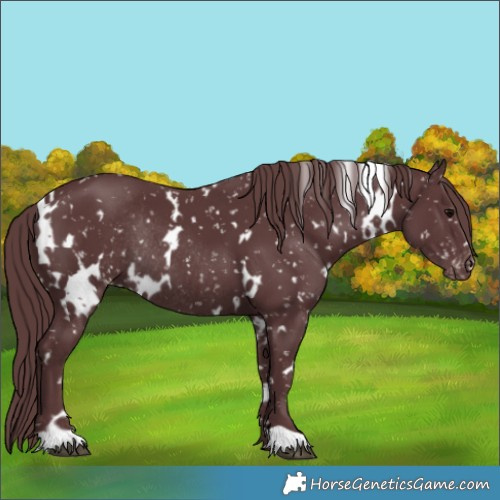 Horse Color:White Spotted Chocolate Black Appaloosa Rabicano 