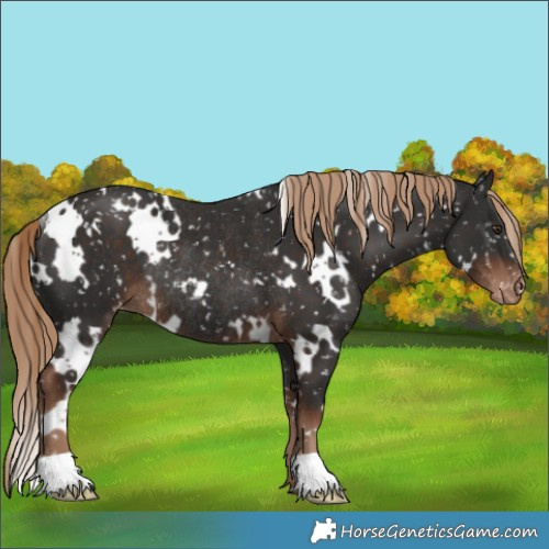 Horse Color:White Spotted Liver Chestnut Appaloosa Rabicano 