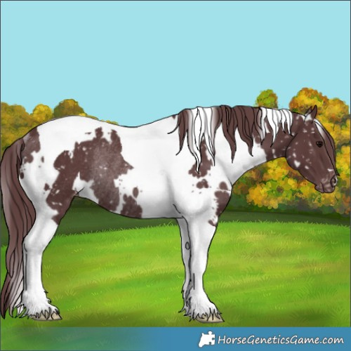 Horse Color:White Spotted Chocolate Black Tobiano Appaloosa Rabicano 