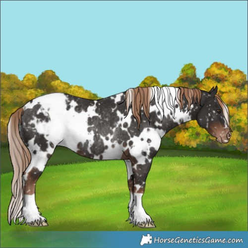 Horse Color:White Spotted Liver Chestnut Appaloosa Rabicano 