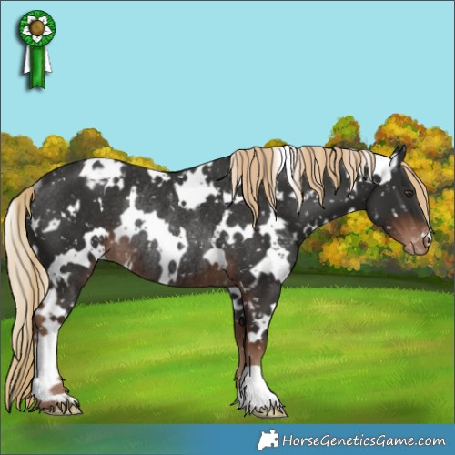 Horse Color:White Spotted Liver Chestnut Appaloosa Rabicano 