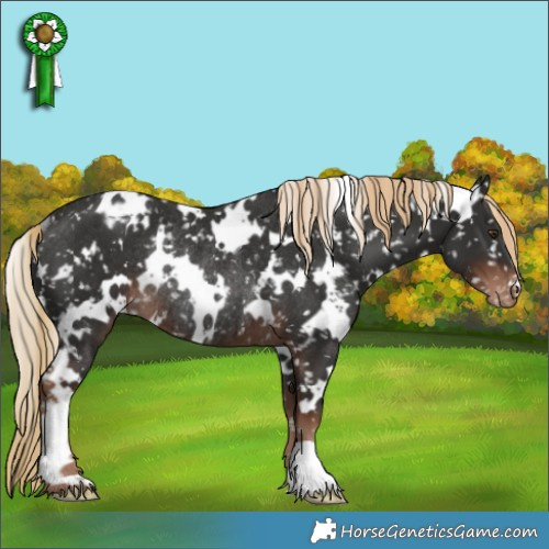 Horse Color:White Spotted Liver Chestnut Appaloosa Rabicano 