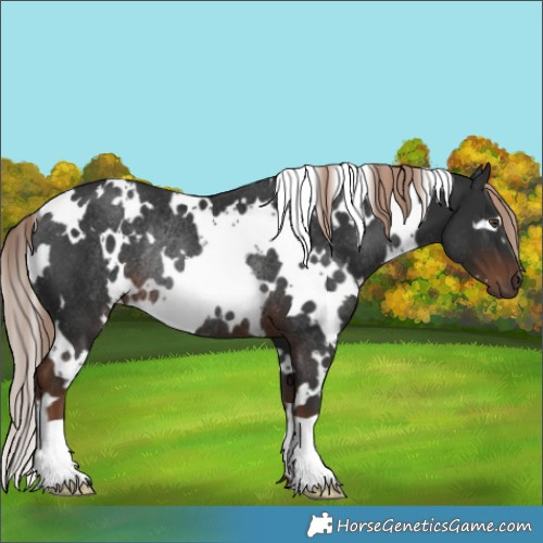 Horse Color:White Spotted Liver Chestnut Rabicano 