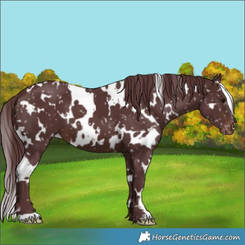 Horse Color:White Spotted Chocolate Brown Appaloosa 