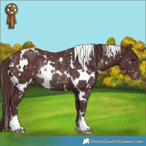 Horse Color:White Spotted Chocolate Brown Appaloosa Rabicano 