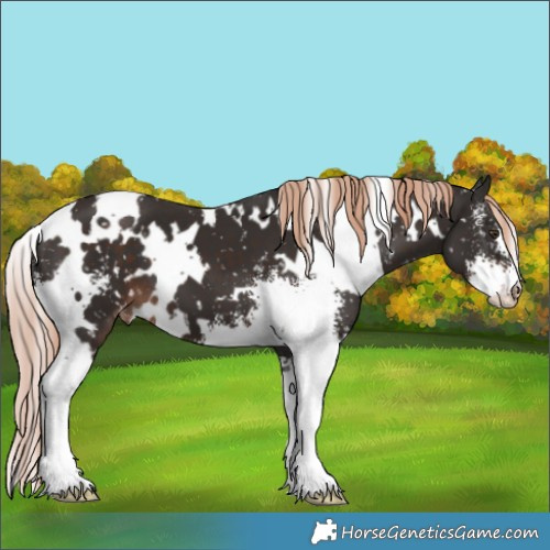Horse Color:White Spotted Liver Chestnut Sabino Appaloosa 