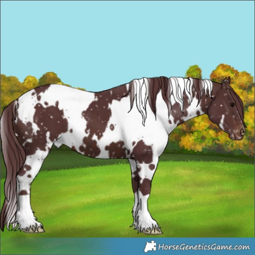 Horse Color:White Spotted Chocolate Brown Appaloosa 
