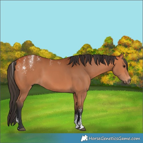 Horse Color:Powder White Bay 