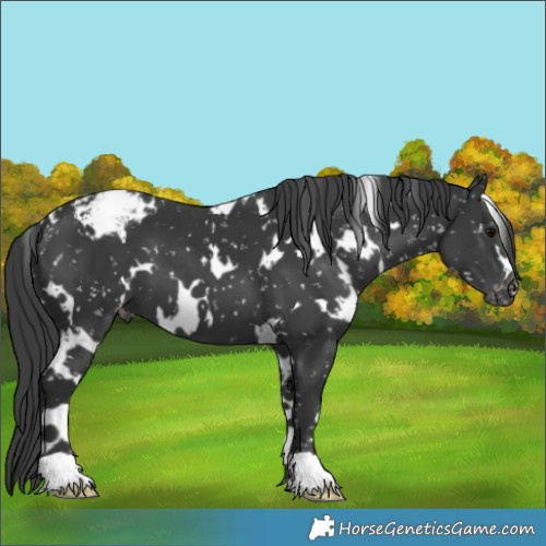 Horse Color:White Spotted Black Appaloosa 