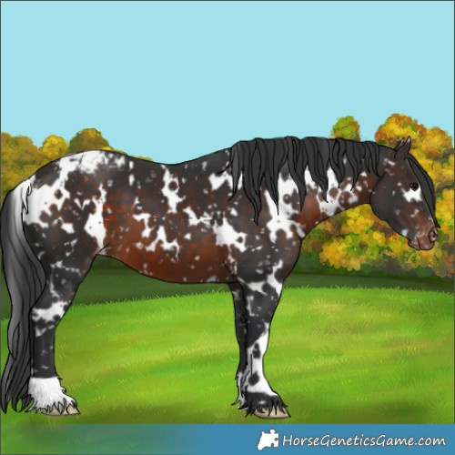 Horse Color:White Spotted Brown Appaloosa 