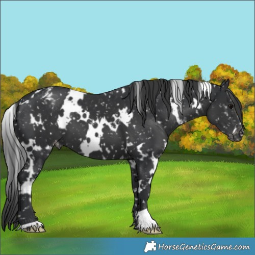 Horse Color:White Spotted Black Appaloosa 