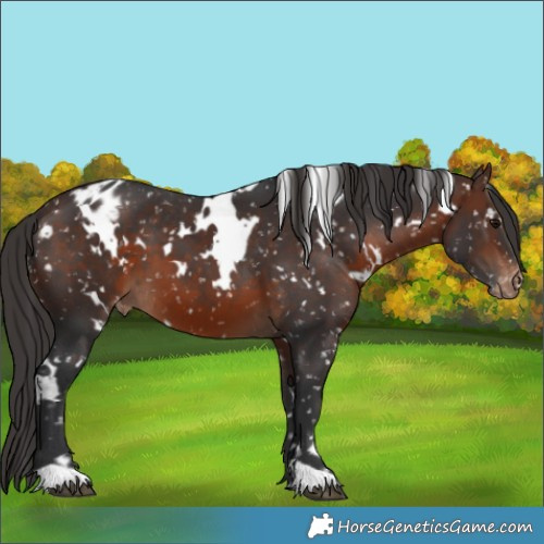Horse Color:White Spotted Brown Appaloosa 