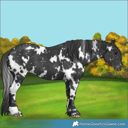 Horse Color:White Spotted Black Appaloosa