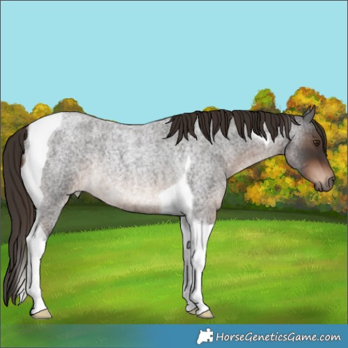 Horse Color:Liver Red Roan Tobiano Rabicano