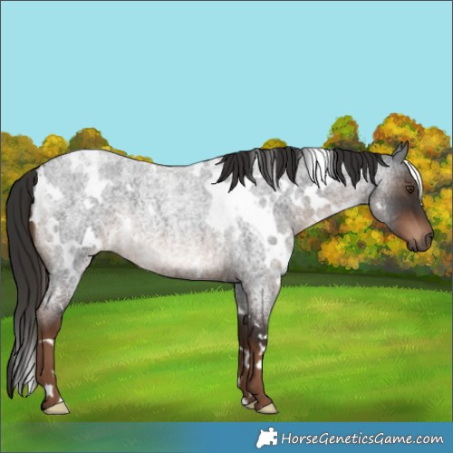 Horse Color:White Spotted Liver Red Roan Rabicano 