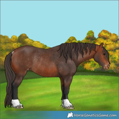 Horse Color:Bay Appaloosa Rabicano 