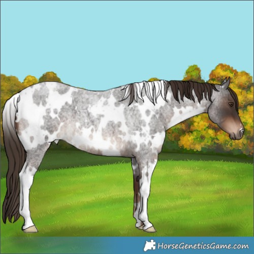 Horse Color:White Spotted Liver Red Roan