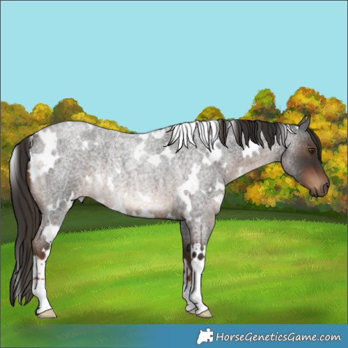 Horse Color:White Spotted Liver Red Roan Rabicano