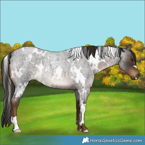 Horse Color:White Spotted Liver Red Roan Rabicano 