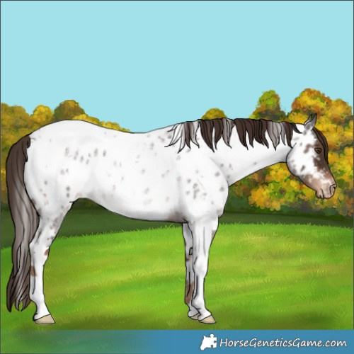 Horse Color:White Spotted Liver Red Roan Appaloosa Rabicano 