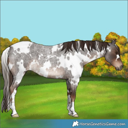 Horse Color:White Spotted Liver Red Roan 
