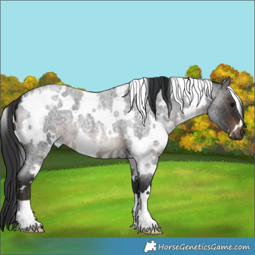 Horse Color:White Spotted Brown Roan