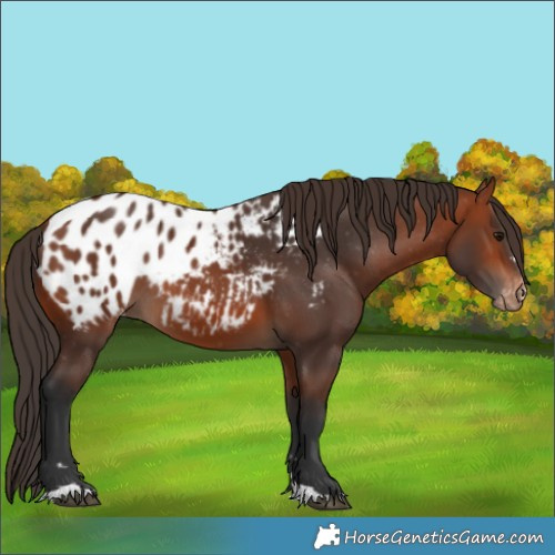 Horse Color:Bay Appaloosa Rabicano 