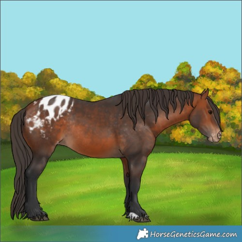 Horse Color:Bay Appaloosa Rabicano 