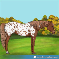 Horse Color:Chestnut Near Leopard