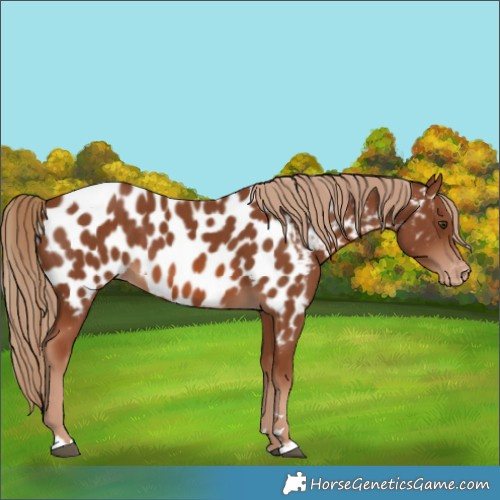 Horse Color:Chestnut Appaloosa 