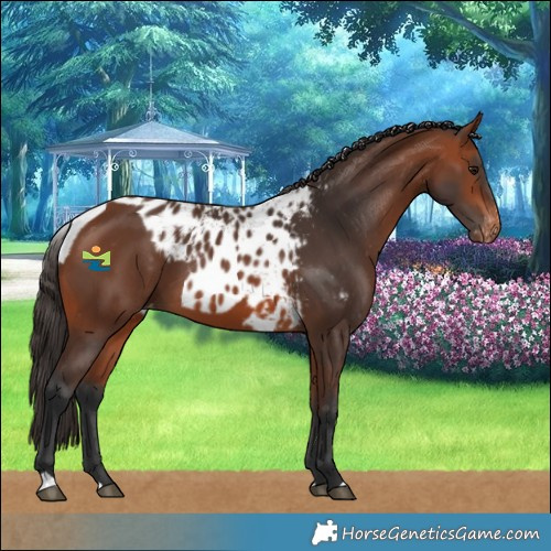 Horse Color:Bay Skewed LP Spotted 