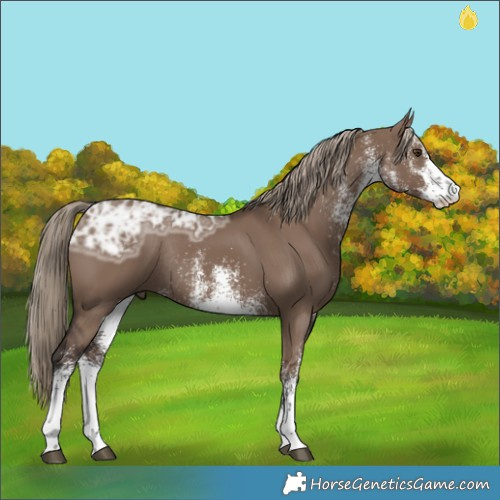 Horse Color:White Spotted Liver Red Dun Ice Rabicano 