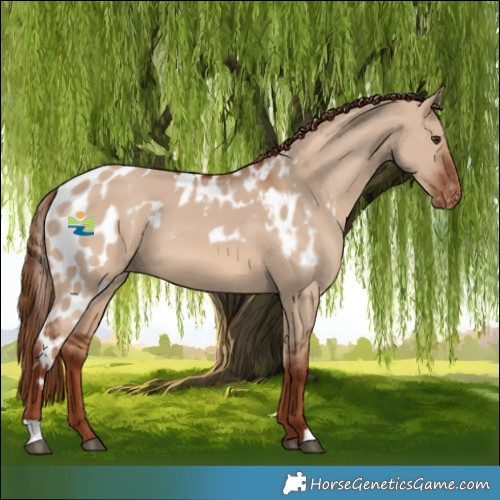 Horse Color:Red Dun Skewed Appaloosa 