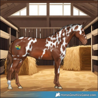 Horse Color:Chestnut Skewed LP Spotted 