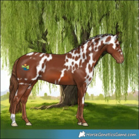 Horse Color:Chestnut Skewed Appaloosa
