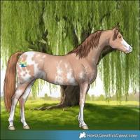 Horse Color:Gold Champagne Sabino Skewed LP Spotted 